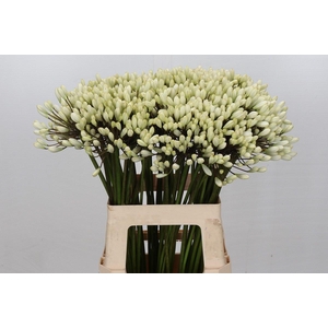 Agapanthus Barcelona