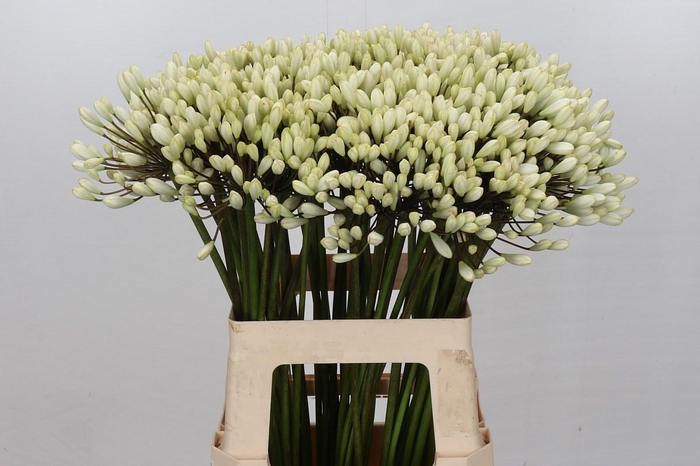 <h4>Agapanthus Barcelona</h4>