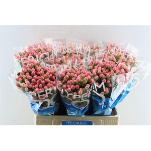 Hyp Coco Casino Pink