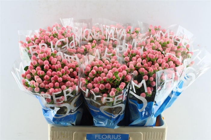 <h4>Hyp Coco Casino Pink</h4>