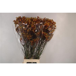 Anigozanthos Gold Fever