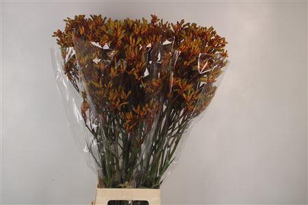 <h4>Anigozanthos Gold Fever</h4>