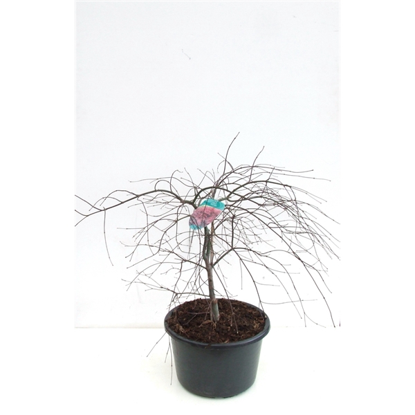 <h4>Acer palmatum 'Garnet' P38 Full CC</h4>