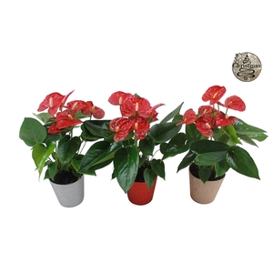 Anthurium XL.9 Jambo Red 12cm in glitterpot