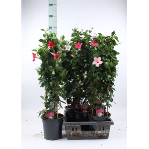 MANDEVILLA OV