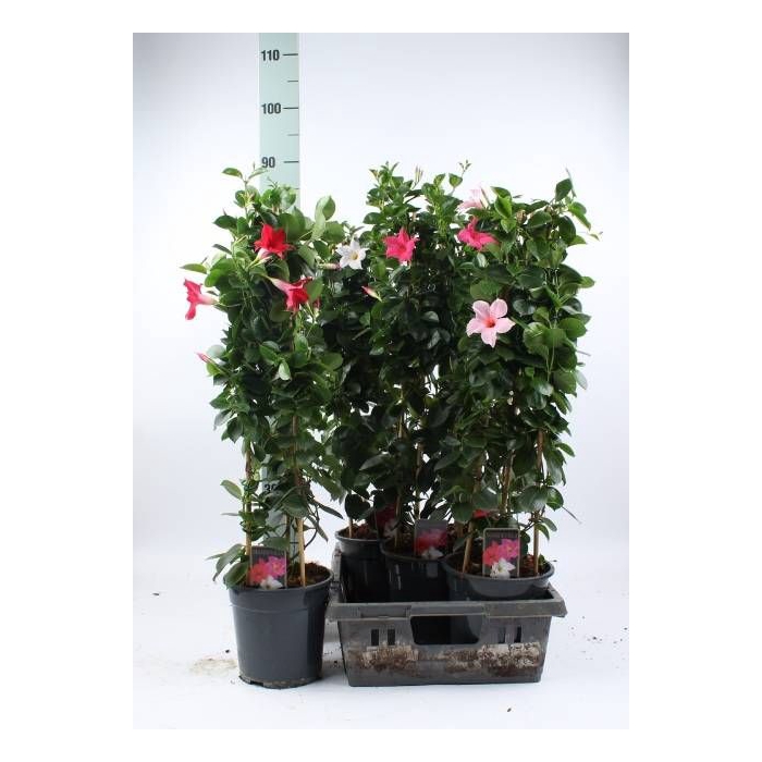 <h4>MANDEVILLA OV</h4>