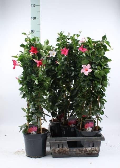 MANDEVILLA OV