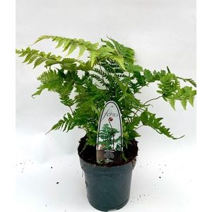 Dryopteris erythrosora