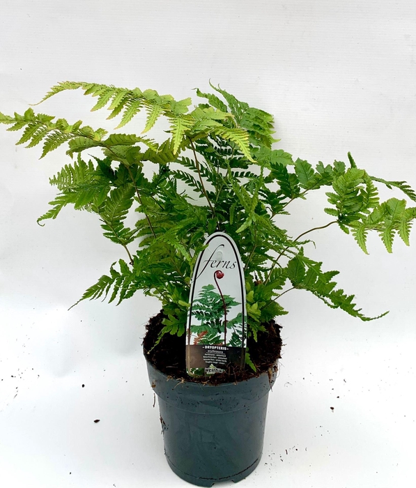 <h4>Dryopteris erythrosora</h4>