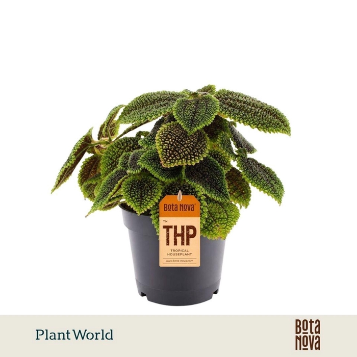 <h4>Pilea peperomoides</h4>