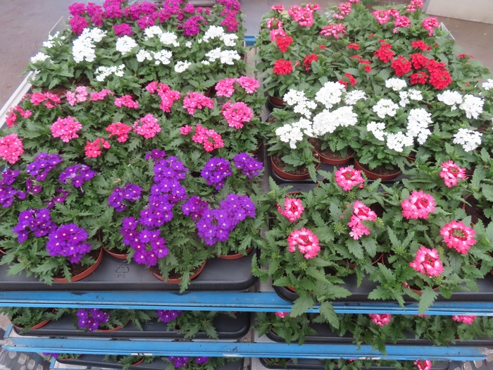 <h4>VERBE OV stock</h4>