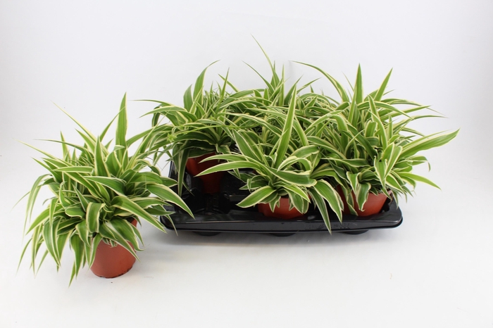 <h4>CHLOR COM OCEAN</h4>