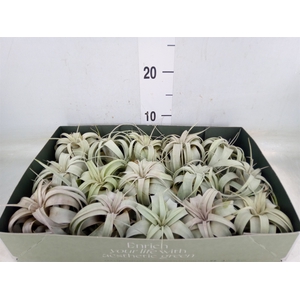 Tillandsia xerographica