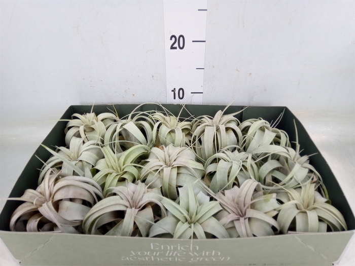 <h4>Tillandsia xerographica</h4>