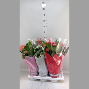 Anthurium   ...mix 4
