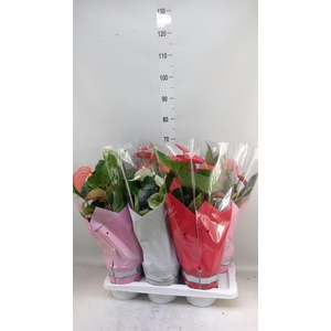 Anthurium   ...mix 4