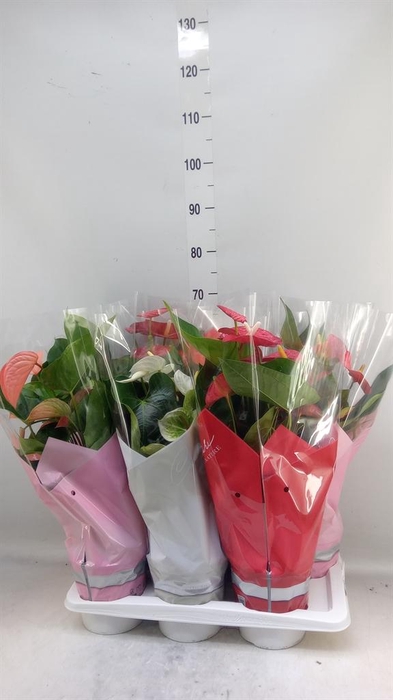 <h4>Anthurium   ...mix 4</h4>