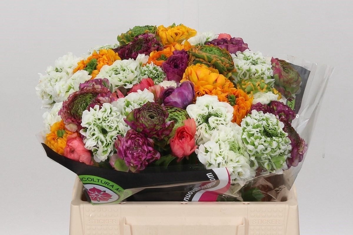 <h4>Ran Pon Pon Mix Rainbow</h4>