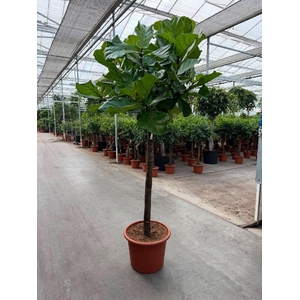 Ficus Lyrata stam