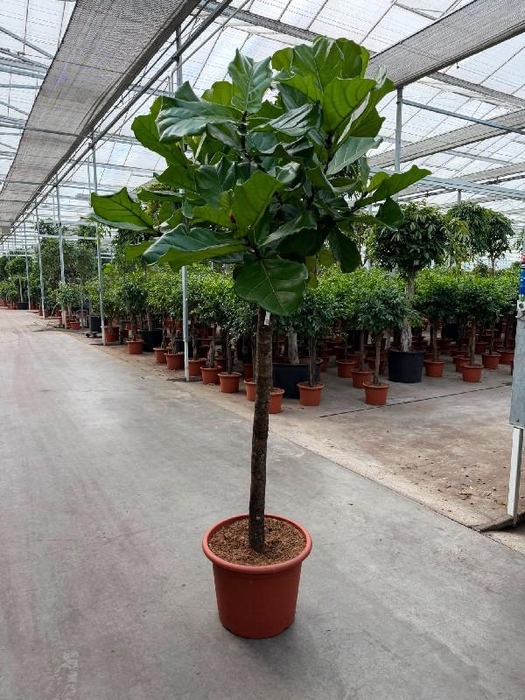 <h4>Ficus Lyrata stam</h4>