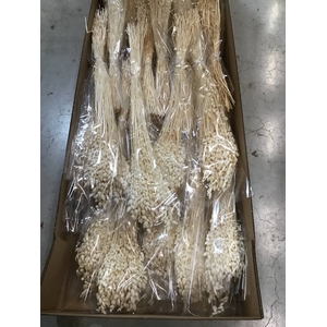 DRIED BLEACHED BRIZA PB