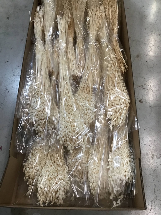 <h4>DRIED BLEACHED BRIZA PB</h4>