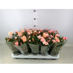 Rosa  'Rosaroma Pink'