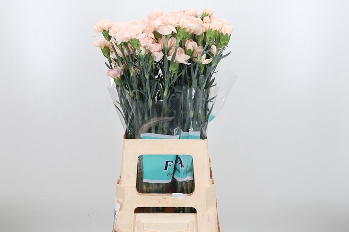 <h4>Di St Lizzy</h4>