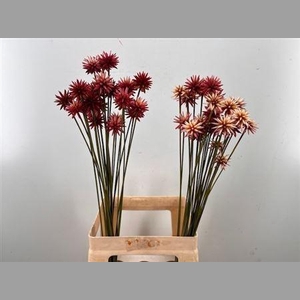 Snijbloemen Ov