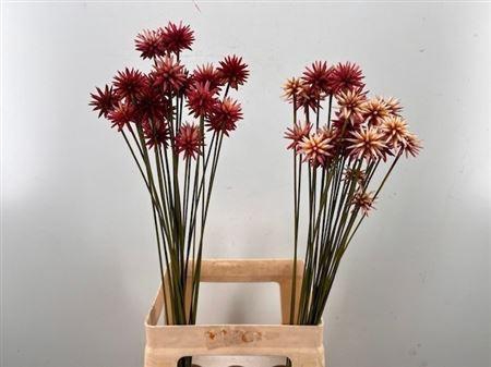 <h4>Snijbloemen Ov</h4>