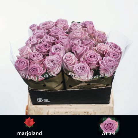 <h4>R Gr Nayeli Marjoland 33</h4>