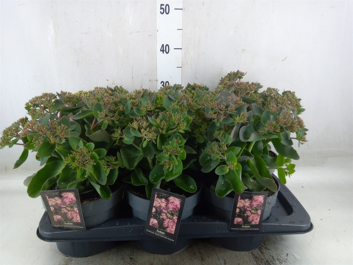 <h4>Sedum telep. 'Seduct Pink Passion'</h4>