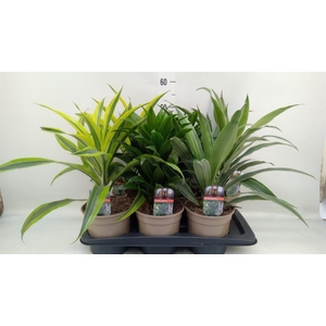 Dracaena   ...mix