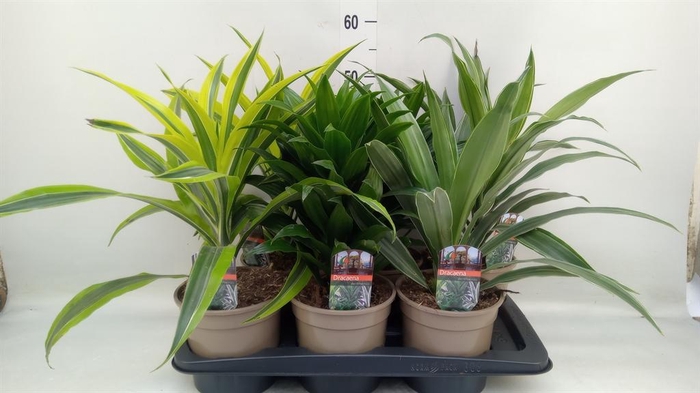 <h4>Dracaena   ...mix</h4>