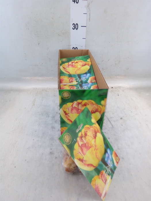 <h4>Tulipa   ...flowerbulbs</h4>