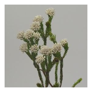 Kaaps Groen Metalasia