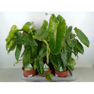 Philodendron   ...