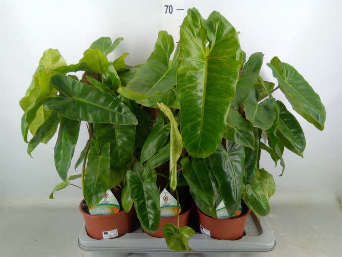 <h4>Philodendron   ...</h4>