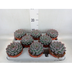 Echeveria  'Hercules'