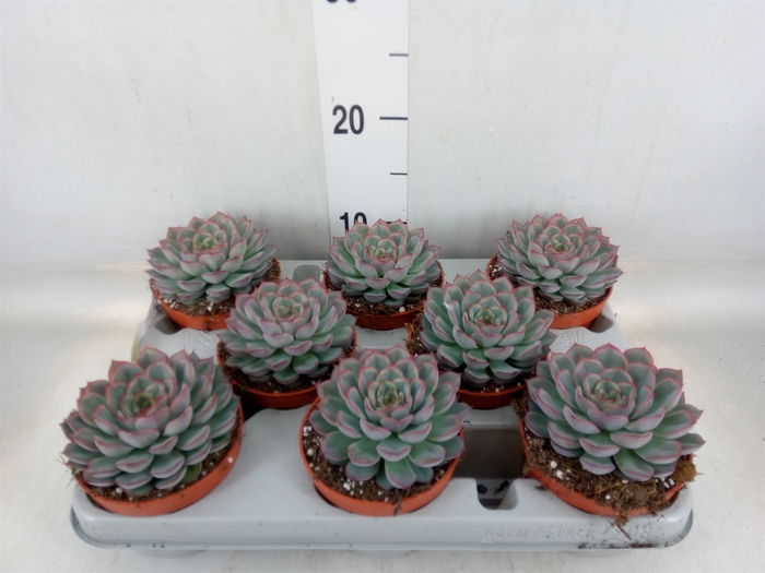 <h4>Echeveria  'Hercules'</h4>