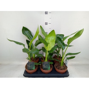 Strelitzia reg.   ...no flowers