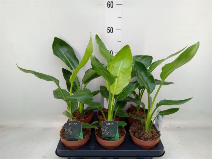 <h4>Strelitzia reg.   ...no flowers</h4>