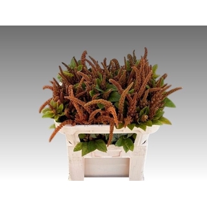 Amaranthus Hot Biscuit Edelaar