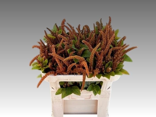 <h4>Amaranthus Hot Biscuit Edelaar</h4>