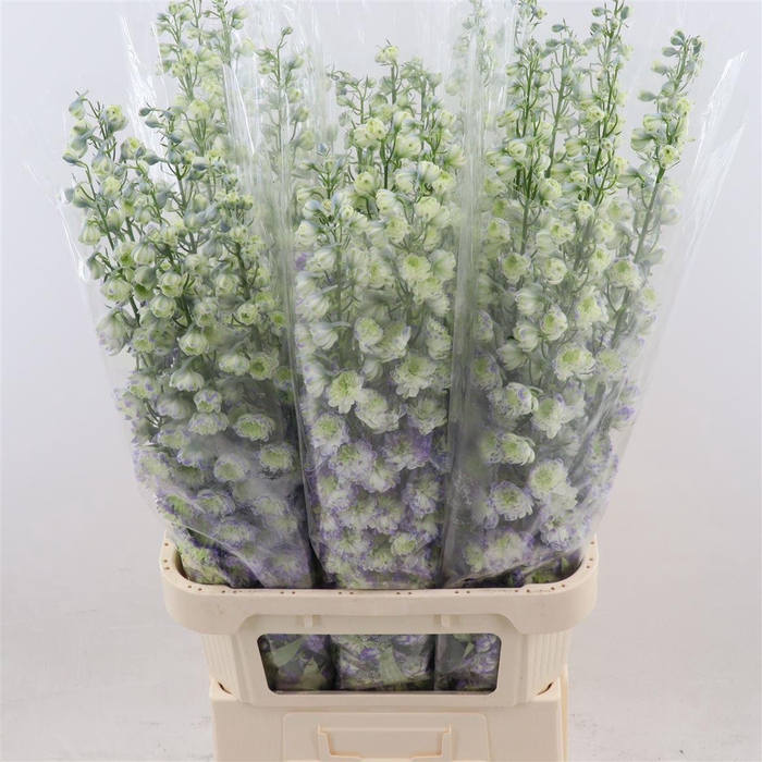 <h4>Delph Double Lavender</h4>