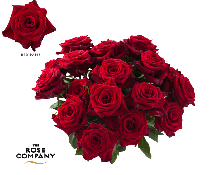 <h4>Rosa Ec Red Paris</h4>