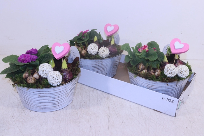 <h4>ARR TUINPLANTEN</h4>