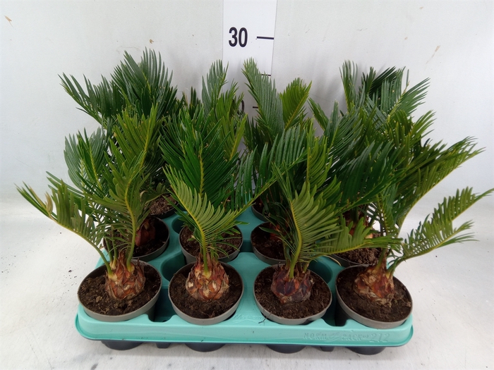 <h4>Cycas revoluta</h4>