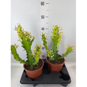 Euphorbia   ...