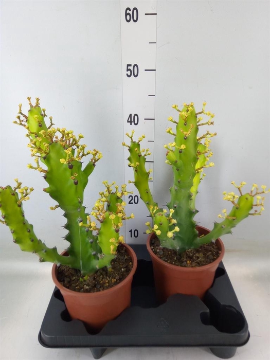<h4>Euphorbia   ...</h4>